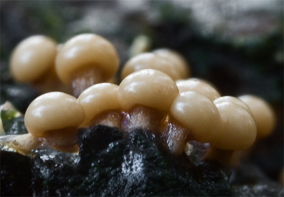 slizovka Myxomycetes