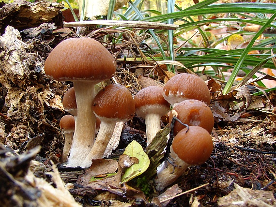 drobuľka vodomilná Psathyrella piluliformis (Bull.) P.D. Orton