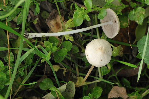 drobuľka? Psathyrella sp.