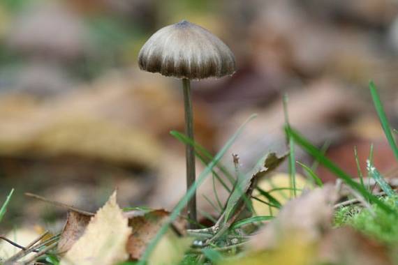 holohlavec modrejúci? Psilocybe cyanescens?