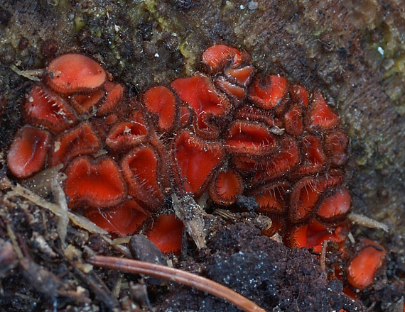 štítovnička Scutellinia sp.