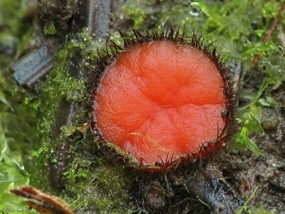 štítovnička Scutellinia sp.