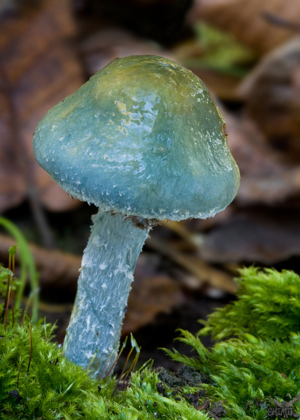 golierovka zelenomodrá Stropharia caerulea Kreisel