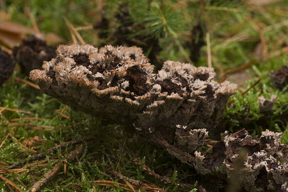 plesňák ? Thelephora sp.?