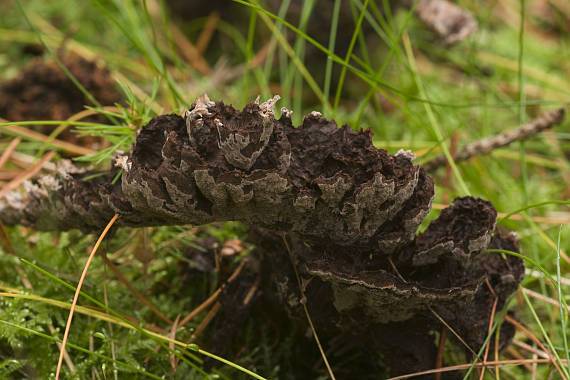 plesňák ? Thelephora sp.?