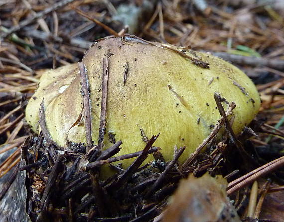 čírovka zelenkastá Tricholoma equestre (L.) P. Kumm.