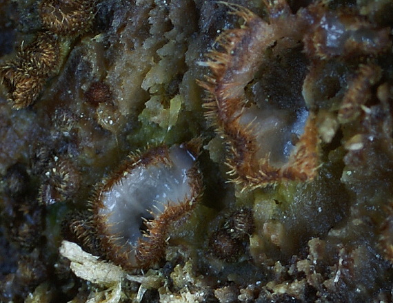 trichoféa Trichophaea sp.