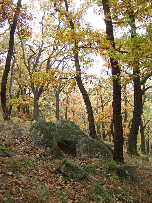 jeseň v Karloveskom lese