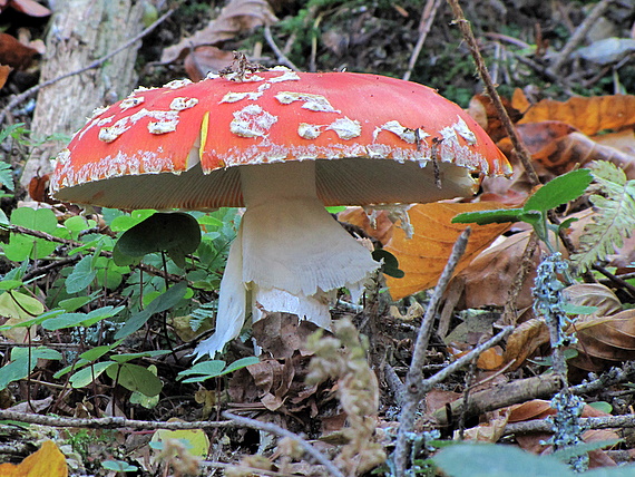 muchotrávka červená Amanita muscaria (L.) Lam.