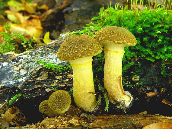 podpňovka žltá Armillaria gallica Marxm. & Romagn.