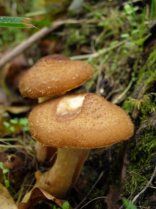 podpňovka obyčajna Armillaria mellea (Vahl) P. Kumm.