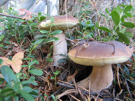 hríb smrekový Boletus edulis Bull.