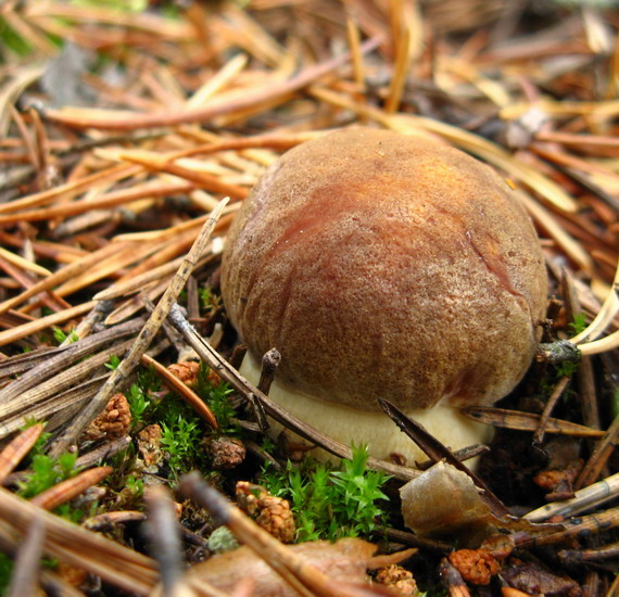 hríb sosnový Boletus pinophilus Pil. et Dermek in Pil.