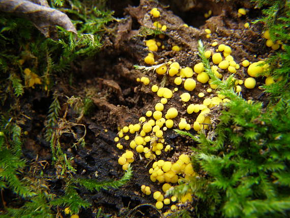 okrasník žltý Calycina citrina (Hedw.) Gray