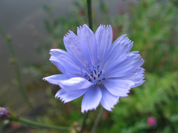 čakanka obyčajná Cichorium intybus L.