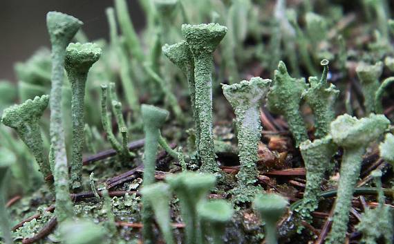 dutohlávka riasnatá Cladonia fimbriata (L.) Fr.