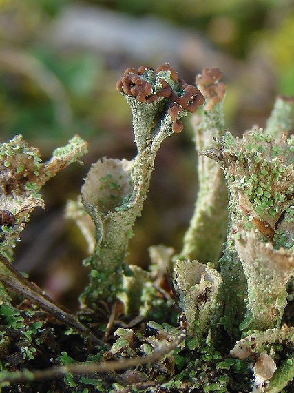 dutohlávka pohárikovitá Cladonia pyxidata (L.) Hoffm.