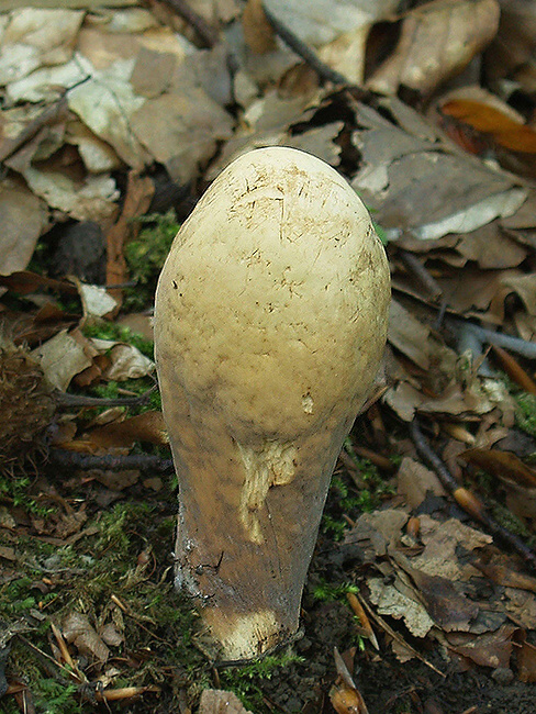 kyjak obrovský Clavariadelphus pistillaris (Fr.) Donk