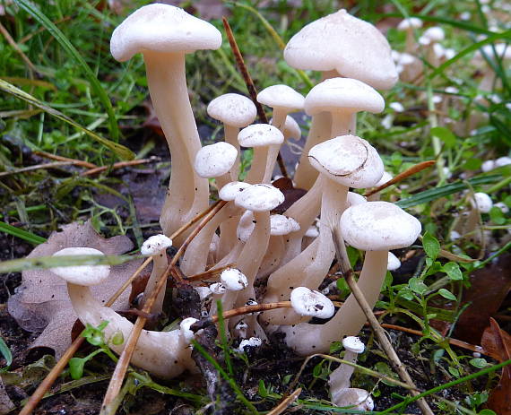 strmuľka pásikavá Clitocybe cf. rivulosa (Pers.) Fr.