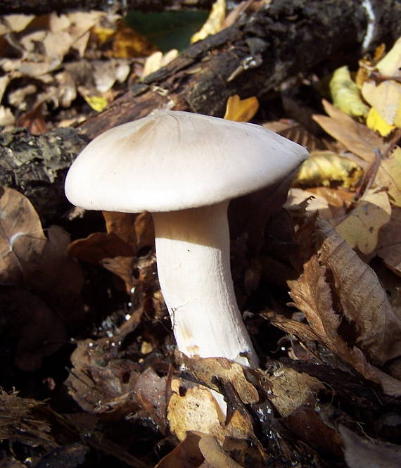 strmuľka inovaťová Clitocybe nebularis (Batsch) P. Kumm.