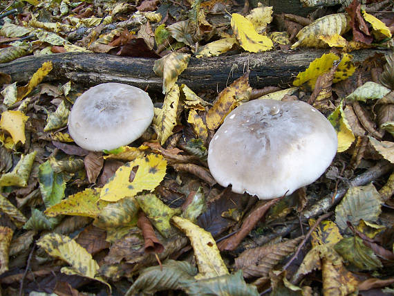 strmuľka inovaťová Clitocybe nebularis (Batsch) P. Kumm.