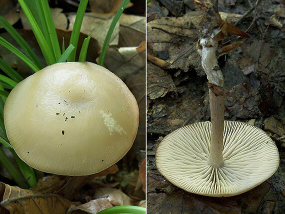 strmuľka Clitocybe sp.