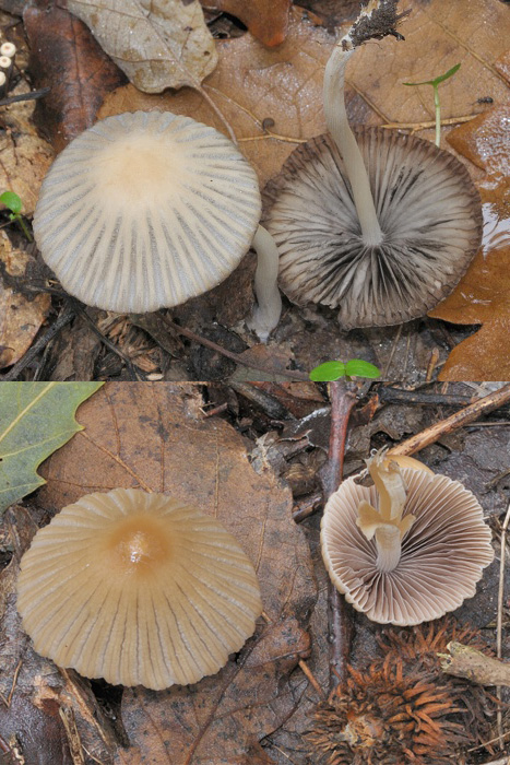 hnojník zriasený Coprinellus impatiens (Fr.) J.E. Lange