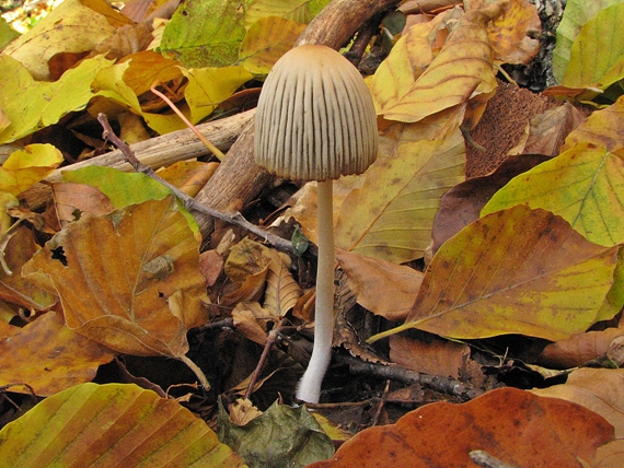 hnojník zriasený Coprinellus impatiens (Fr.) J.E. Lange