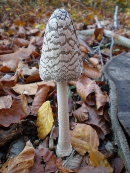 hnojník strakatý Coprinopsis picacea (Bull.) Redhead, Vilgalys & Moncalvo