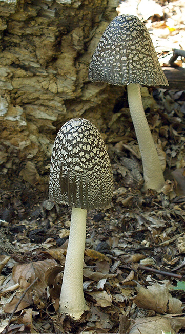 hnojník strakatý Coprinopsis picacea (Bull.) Redhead, Vilgalys & Moncalvo