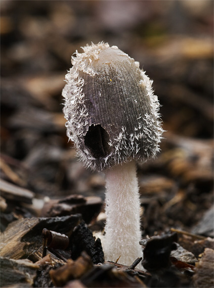 hnojník Coprinus sp.