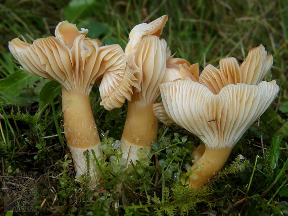 lúčnica statná Cuphophyllus pratensis (Fr.) Bon