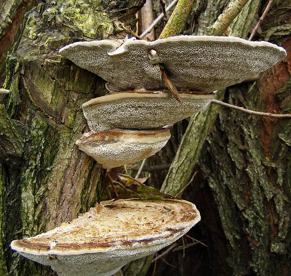 sieťkovček červenkastý Daedaleopsis confragosa (Bolton) J. Schröt.