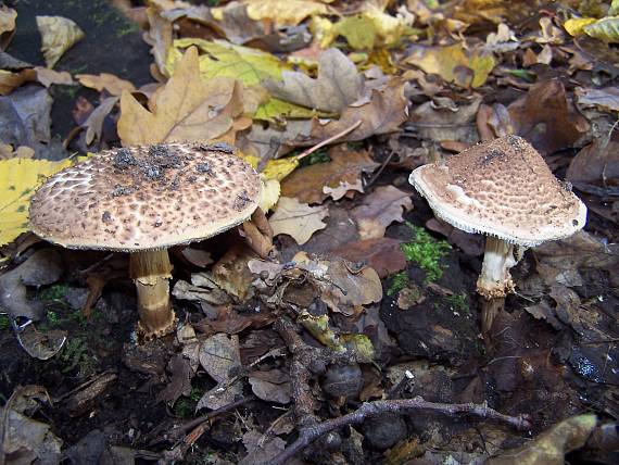 bedlička ostrošupinatá Echinoderma asperum (Pers.) Bon