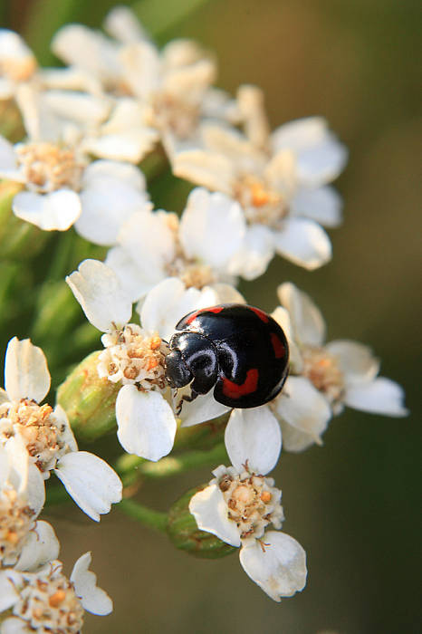 lienka štvorškvrnná Exochomus quadripustulatus