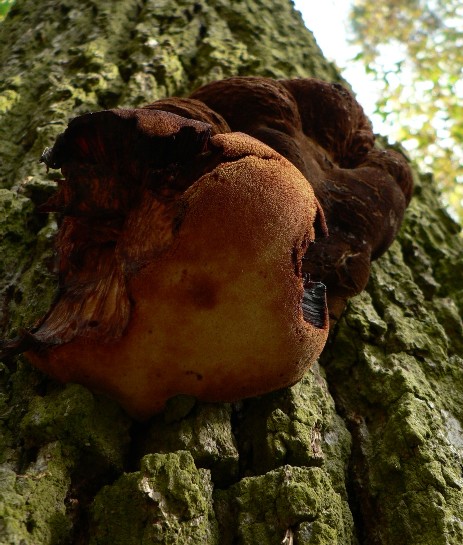 pečeňovec dubový Fistulina hepatica (Schaeff.) With.