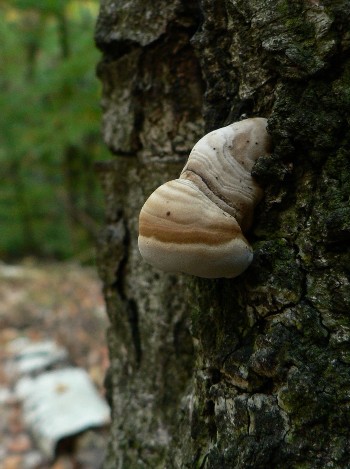 práchnovec kopytovitý - troudnatec kopytovitý ? Fomes fomentarius ? (L.ex Fr.) Kickx