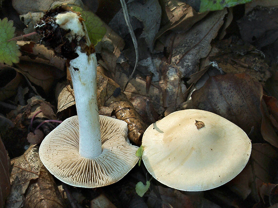 slzivka obyčajná Hebeloma crustuliniforme (Bull.) Quél.