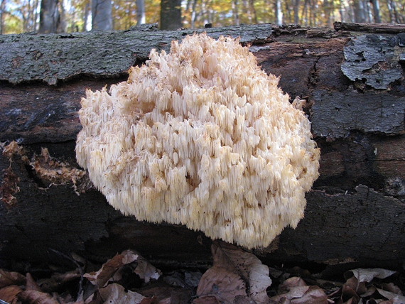 koralovec bukový Hericium coralloides (Scop.) Pers.