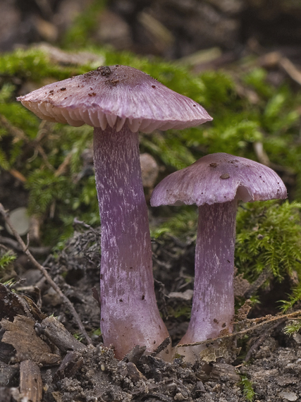 vláknica hlinovolupeňová Inocybe geophylla (Bull.) P. Kumm.