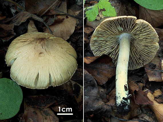 vláknica Inocybe sp.