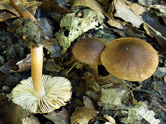 vláknica Inocybe sp.