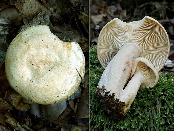 rýdzik bledý Lactarius pallidus Pers.