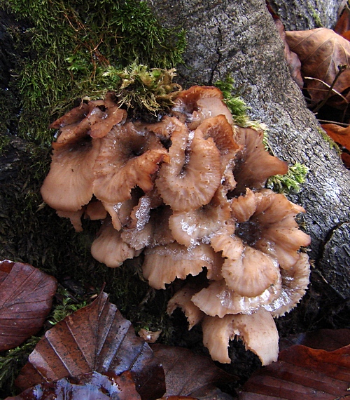 húževnatček ulitovitý Lentinellus cochleatus (Pers.) P. Karst.