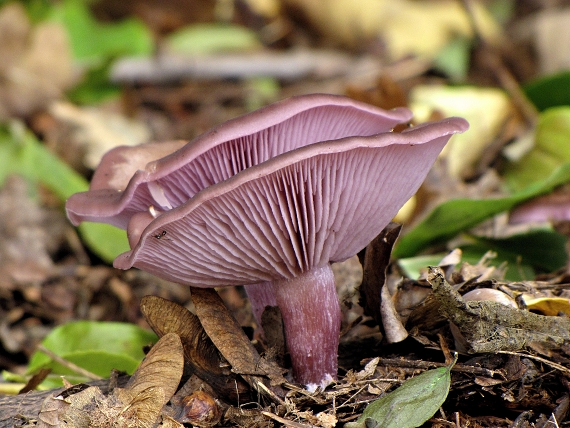 pôvabnica ružovkastá-čirůvka špinavá Lepista sordida (Schumach.) Singer