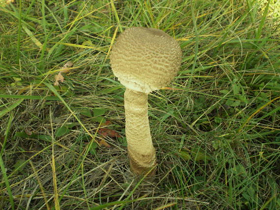 bedľa vysoká Macrolepiota procera (Scop.) Singer