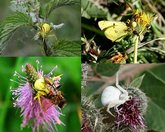 kvetárik dvojtvarý Misumena vatia C.