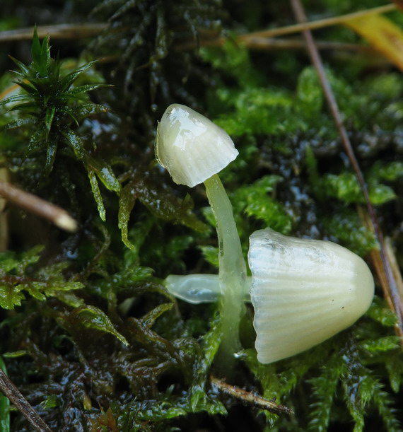 prilbička slizká Mycena epipterygia (Scop.) Gray