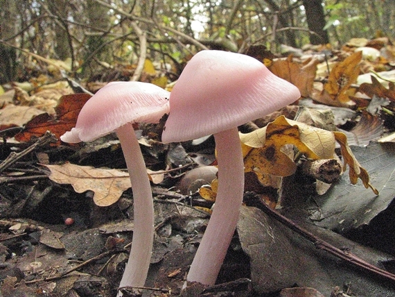 prilbička ružovkastá Mycena rosea Gramberg