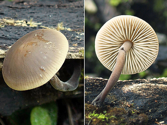 prilbička Mycena sp.